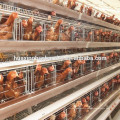 Full equipped automatic cage for laying hen used